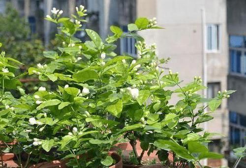 重点|平时该如何管理茉莉花抓住5个重点,植株枝繁叶茂、开花多