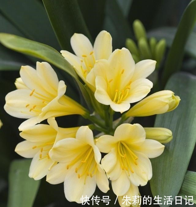 养殖君子兰注意做对三点,花箭噌噌蹿,再也不夹箭!