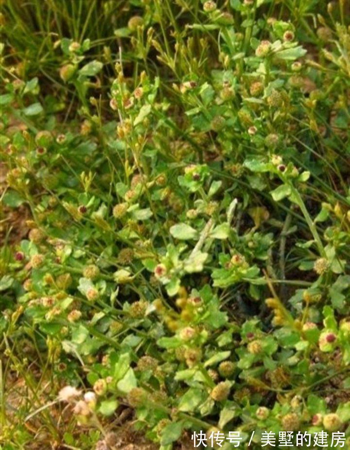 鹅不食草|名字叫“鹅不食草”的植物有哪几种,你知道吗?