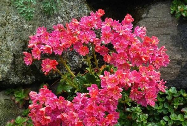 “露薇花”开花少、花色还不鲜艳,注意“4要点”,不久就变好