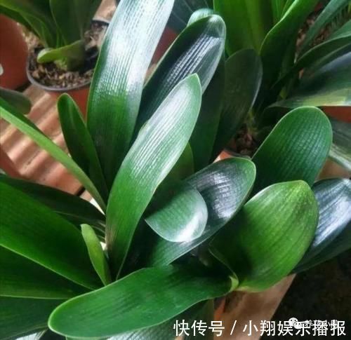 植株|君子兰烂根又黄叶，因4个方面没做好，应及时改正养护方法