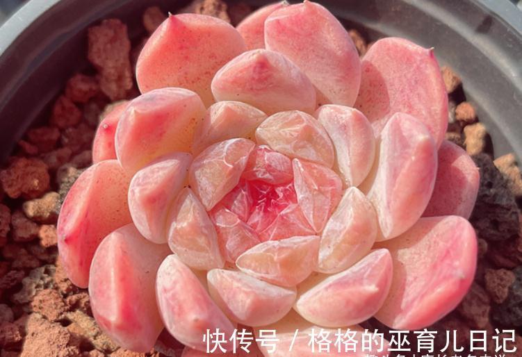 多肉冰魄不是冰玉,虽然名字只有一字之差,但它有2个明显的特征