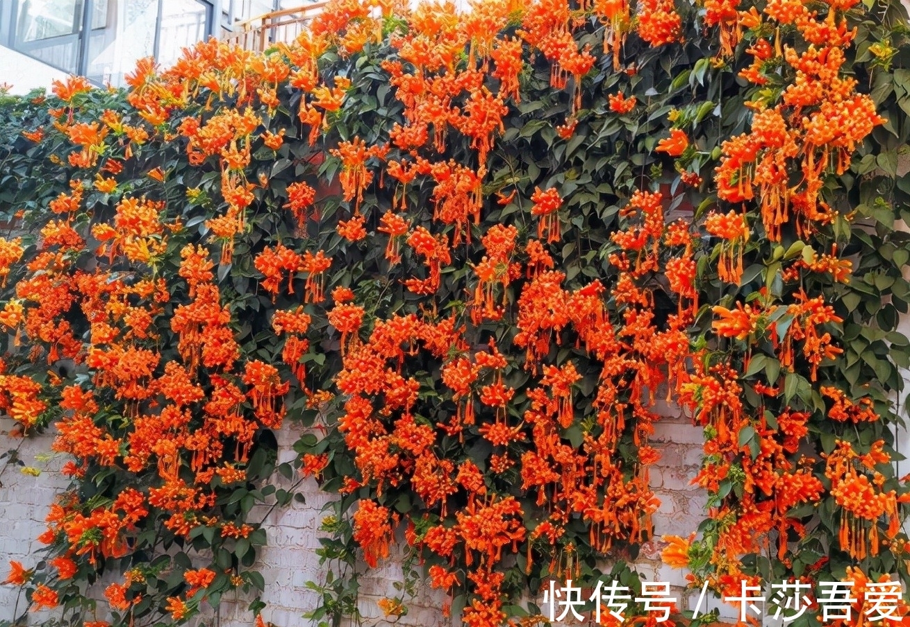 几种超美的爬藤花，家有花园种一棵，1年爬满墙，开成花瀑布