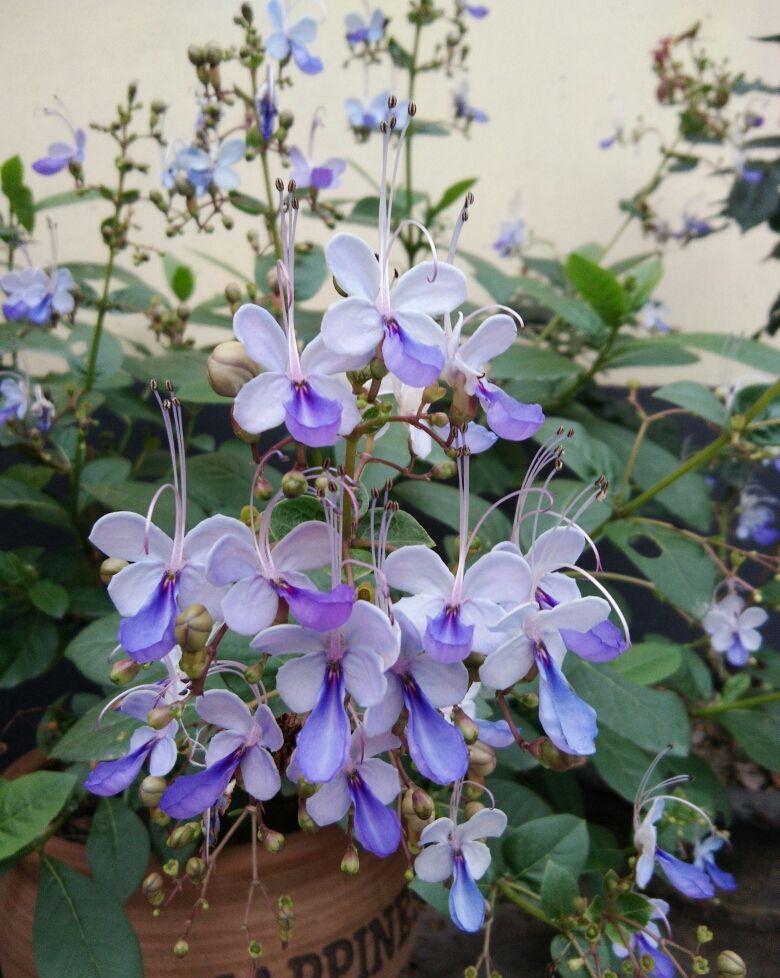 7种“娇气花”,10度还不拿屋里去,几天就冻死,只剩空花盆