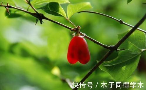 你见过最萌的植物都长什么样，此几种萌得不得了，快瞧瞧吧