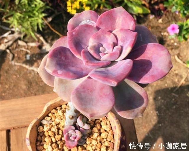 亮丽|多肉中的紫色精灵,颜色亮丽养护简单,虐一虐,养成悬崖桩