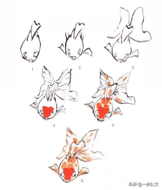 曙红|写意金鱼的画法解析