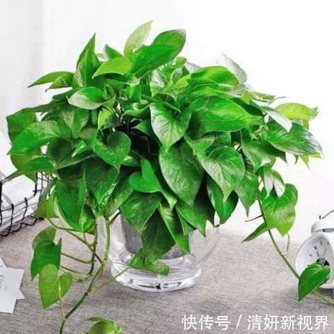 这几盆号称“浇不死”盆栽,吸收甲醛空化空气,聪明人都在养!