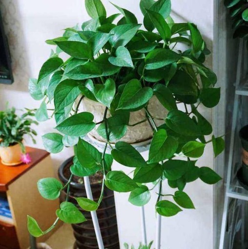 新芽|夏天“绿萝”总黄叶学会1招,叶片油绿,新芽猛抽,1月长1米长