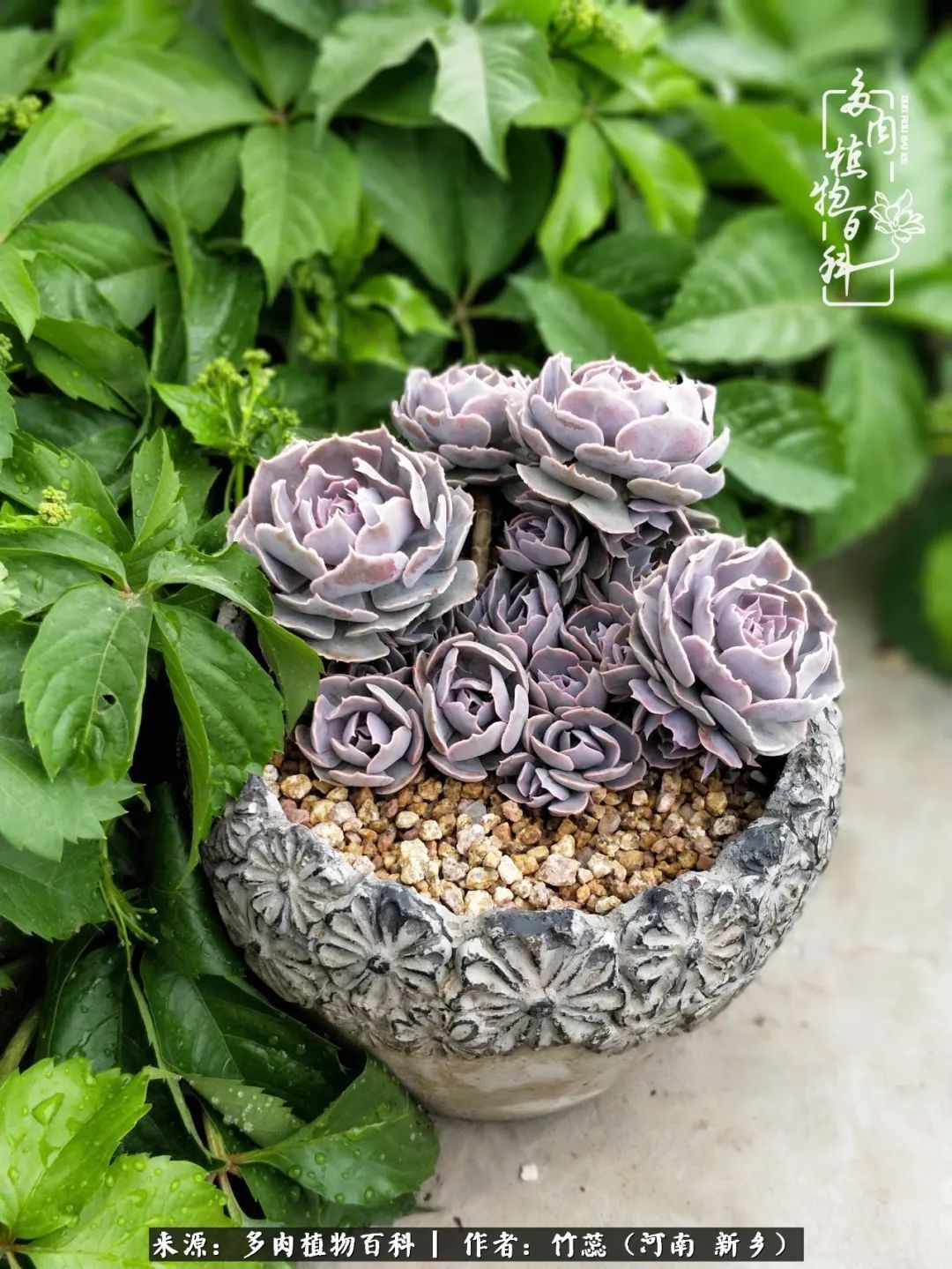 养多肉三周年有感养这么多多肉到底有啥用！