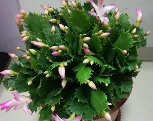 5种花，就得小盆养，花盆越小，长得越旺