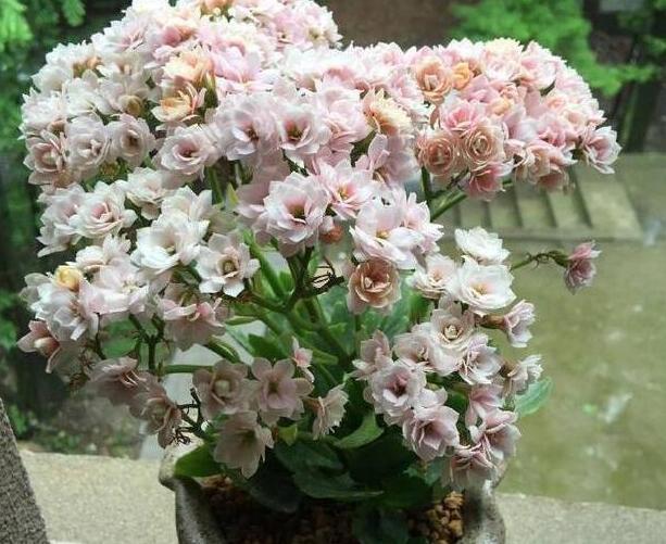 在养长寿花和蟹爪兰的时候，用这“三招”，可以一年四季欣赏花卉