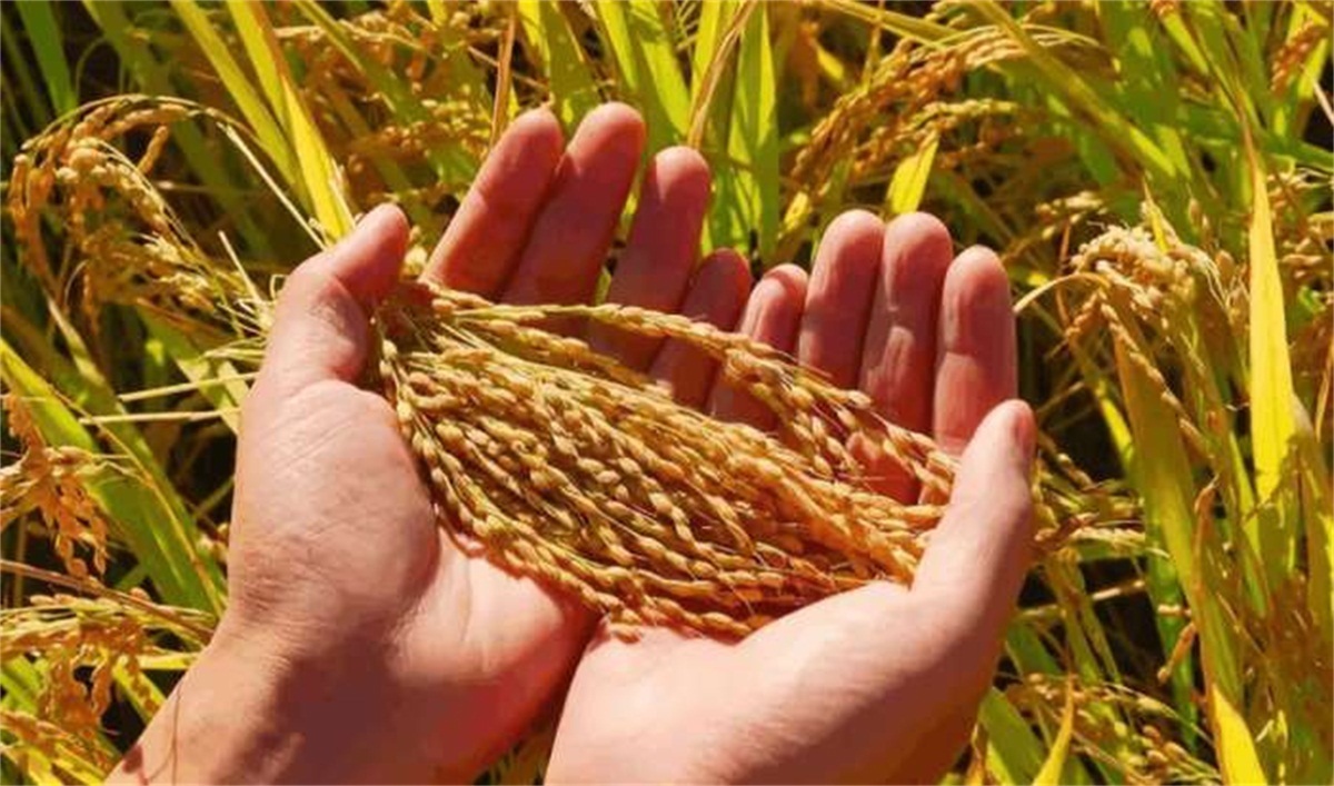 稻谷酒|真全粮家庭米酒技术-稻谷烧酒方法