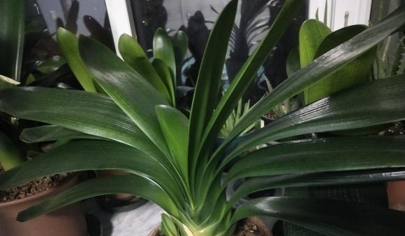 王叔养的君子兰,“壮如牛”,原来用了“老3样”,花大色艳!