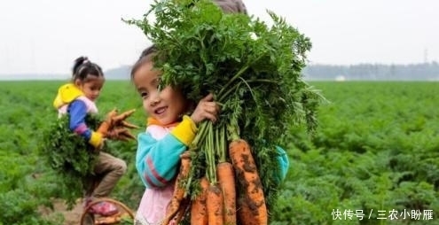 胡萝卜收获后怎样贮藏？学会这两个方法，胡萝卜不失水不糠心