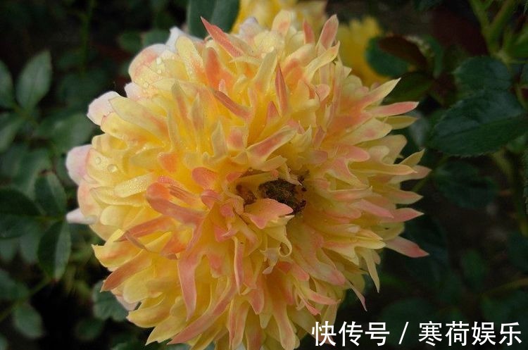 木本花卉|此木本花卉,花色多变化,多季开花,漂亮又好养,是盆栽佳品
