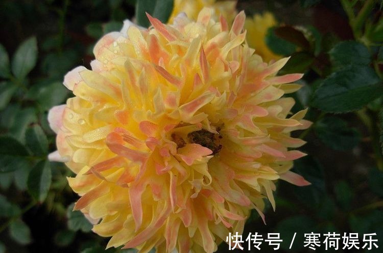 木本花卉|此木本花卉，花色多变化，多季开花，漂亮又好养，是盆栽佳品