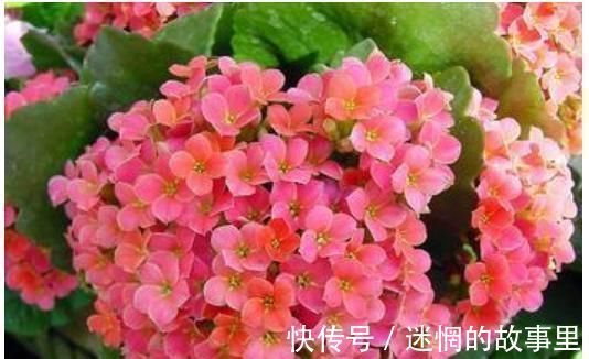 花卉|养花就用一种果皮,直接扔盆里,新芽蹭蹭冒,四季不黄叶