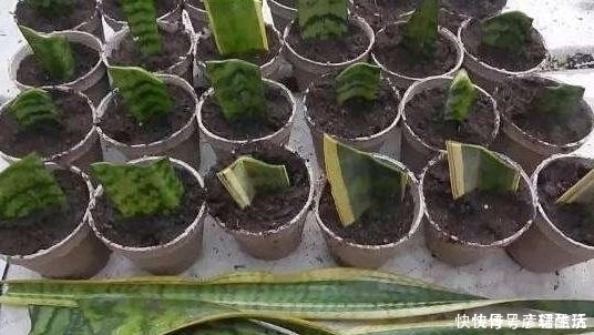 花卉生根快,别用什么生根剂,生根粉,用1粒小药片就搞定