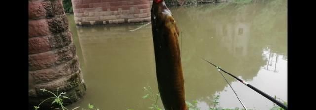 鱼钩|野钓时时有惊喜,闷杆钓居然上奇货,惊喜惊喜