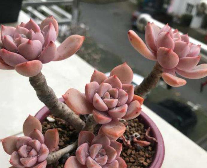 贵州大妈养了一株普货多肉,精致好看长满盆,拍照给大家看看