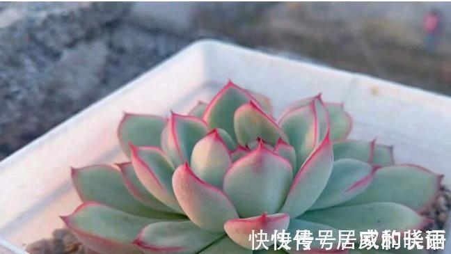 多肉植物,扒一扒多肉浇水浇多后的万丈深渊,肉友,悔不当初