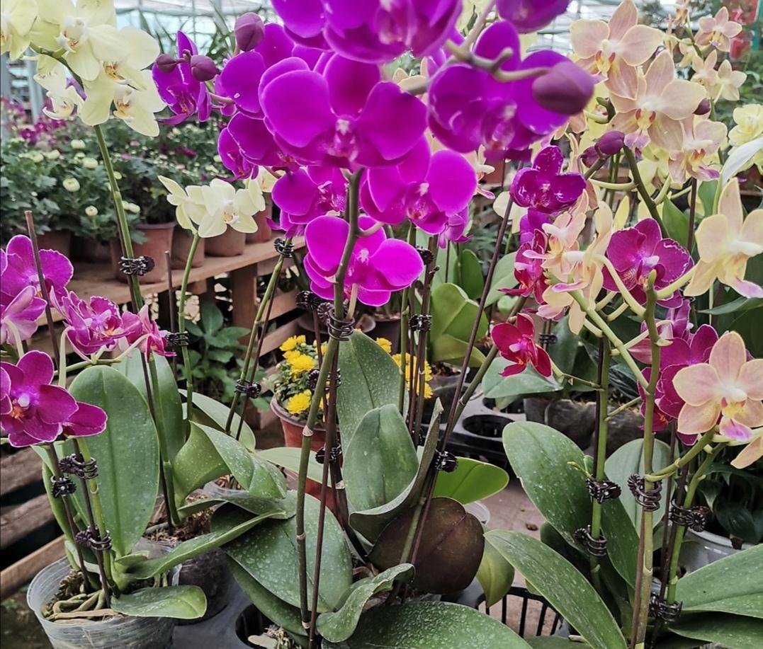 4种漂亮花,冬天不好养?只因没掌握好方法