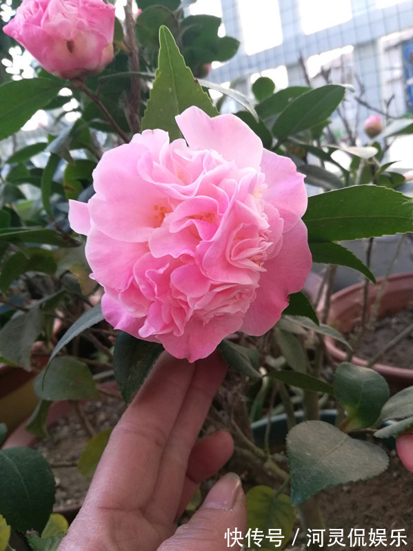 方北方|最好养的山茶花,花期长,香气浓郁,南方北方都能养,适合新手