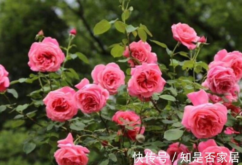 养护|4个关于“入坑”月季的误区,新手还傻傻相信,你信过几点?