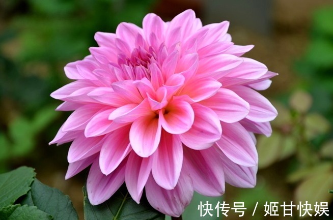 养花就养5种花,好养易活花量大,开花爆盆很漂亮,谁养谁上瘾