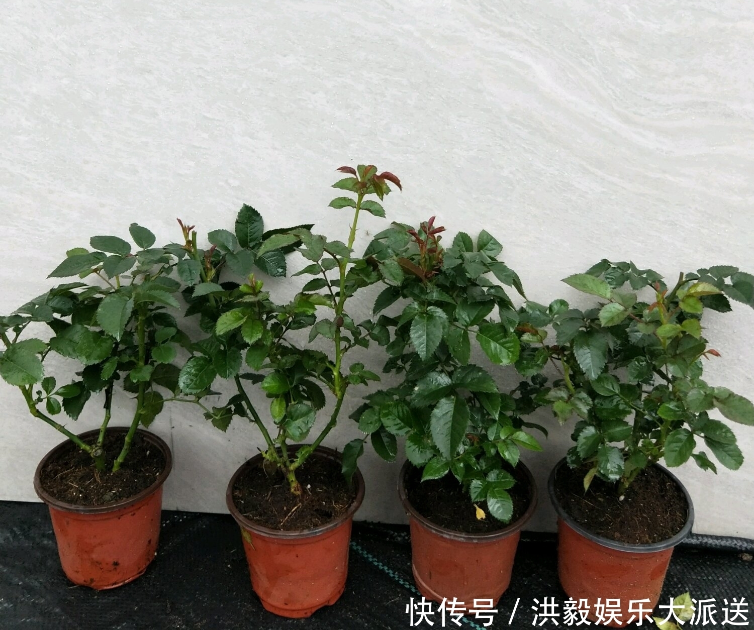 盲芽|月季扦插的弱苗怎样养壮实营养是关键,光照不能少,养根是基本