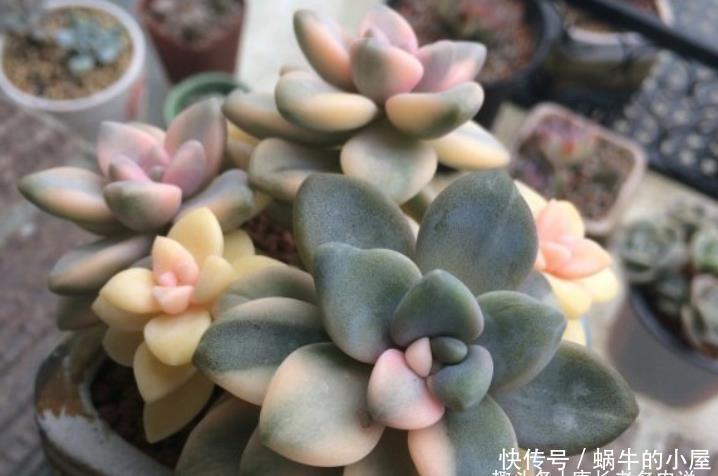 美杏锦多肉大概多肉钱 美杏锦多肉大概多肉钱