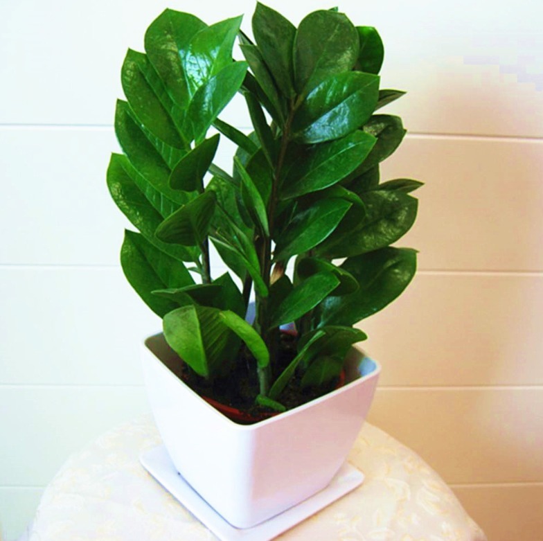 这4款人间富贵花,养2盆就能招来好运,漂亮,有益康健