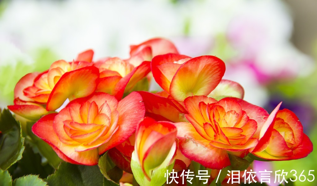 养花|养花就养3种花，好养易活不操心，开花爆盆很漂亮，常年开花不断