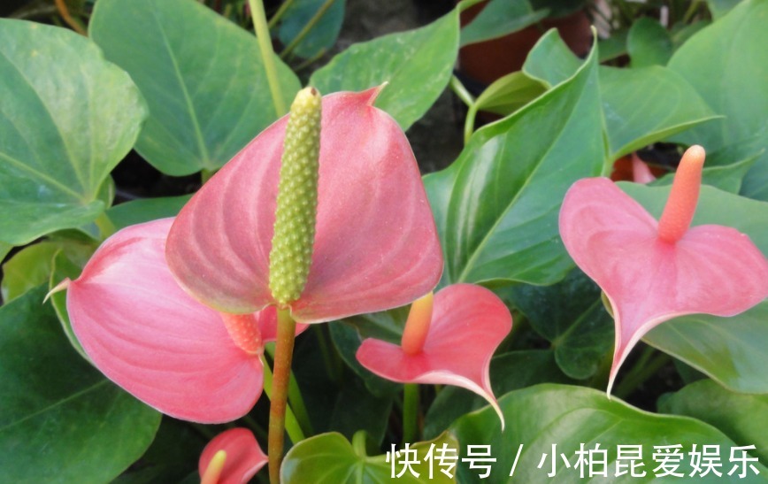 粉掌|家种粉掌总是无精打采?知道花卉的这些特点,保管粉掌漂亮健康