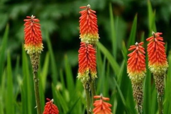 此花所代表的是希望,还有灿烂的人生,是有着非凡意义的花