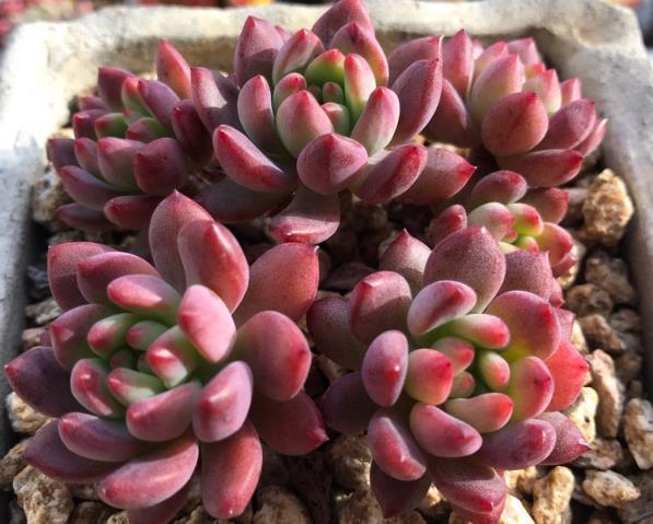 春天养护多肉植物,把根系修剪一下,重新种植后,叶片变肥厚!