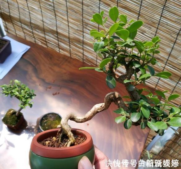 浇水|黄杨盆景爱黄叶，纠正2个“小动作”，快速养出高端大气盆景桩