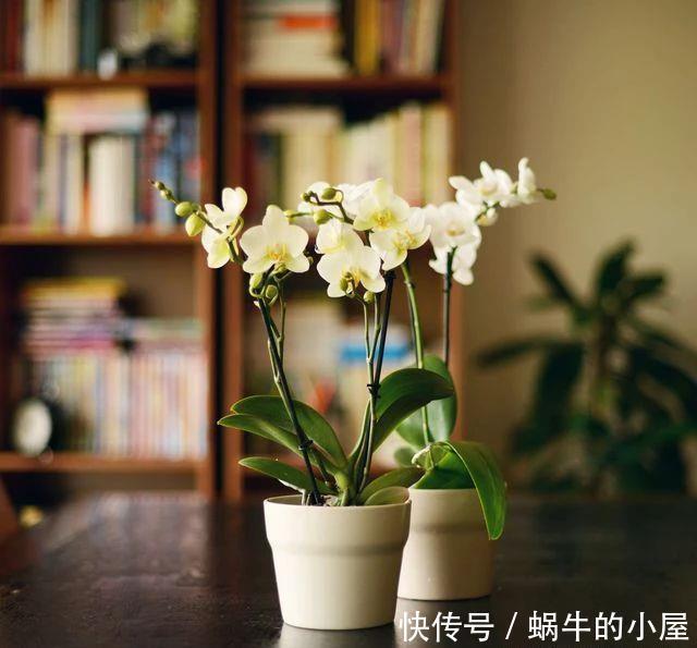 不同环境适合养的盆栽花卉,选合适自己的开花植物很重要