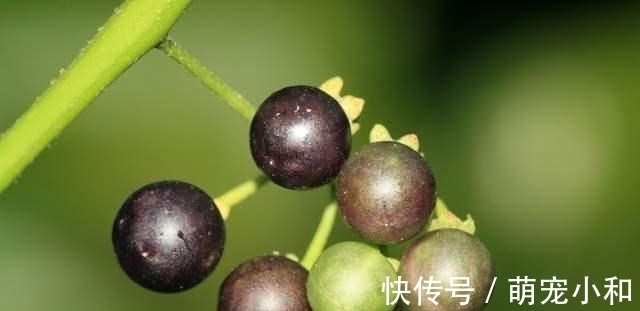 小时候经常见的17种植物,很熟悉却叫不上名字,现在终于知道了