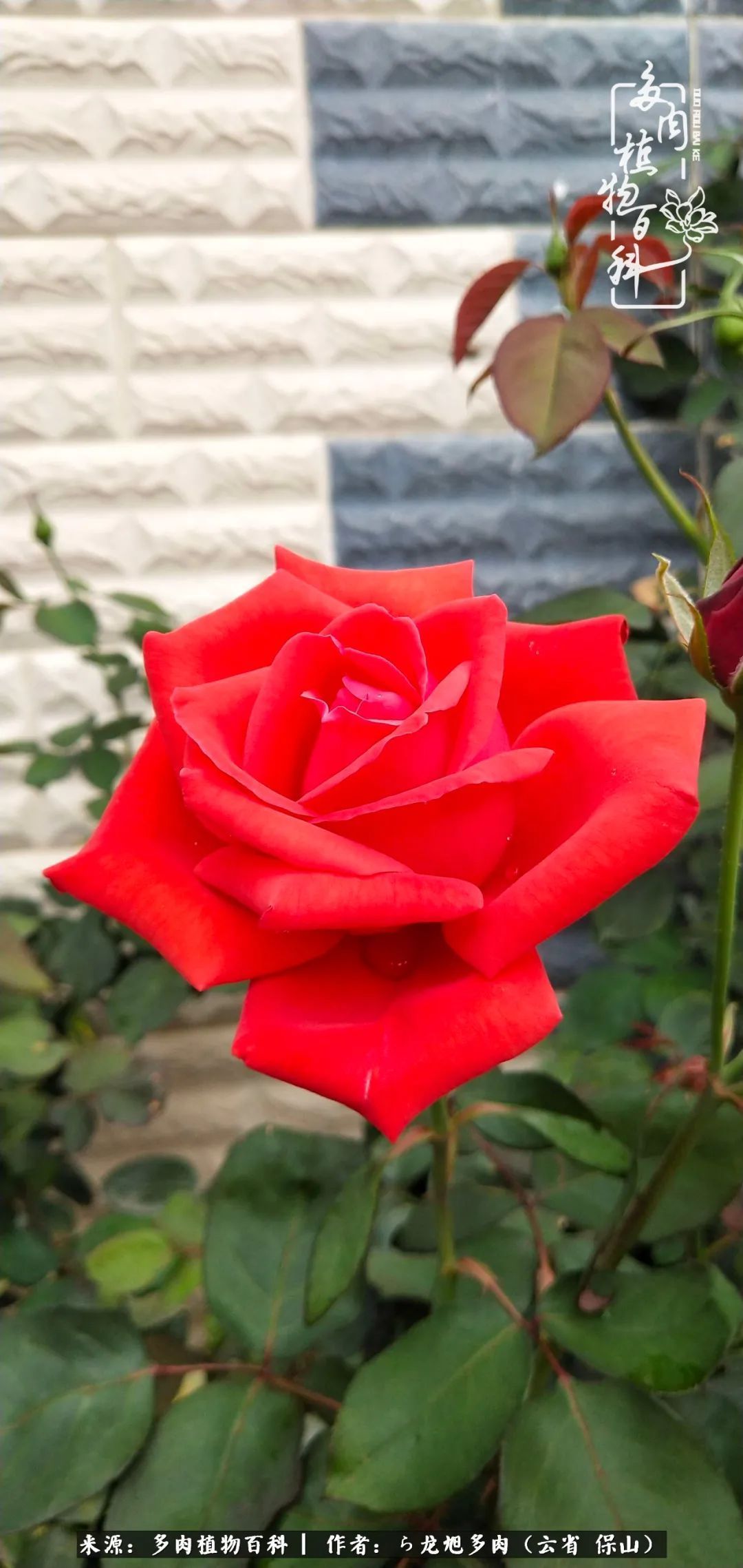 叶片|美了，美了！当秋天的风吹向你我的多肉！