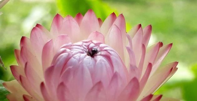 喜欢菊花,不如养盆“菊中精品”鳞托菊,似鱼儿遨游,实属珍品