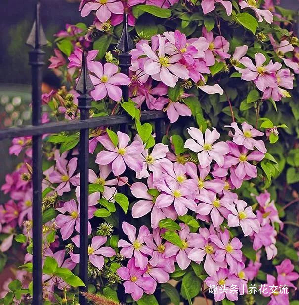 耐寒|13种耐寒的盆栽花卉,零下20多度可存活,大部分南方也能种