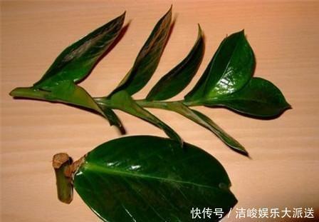 金钱树|扦插金钱树,只需这三步,就能种出很多盆,萌新省钱了