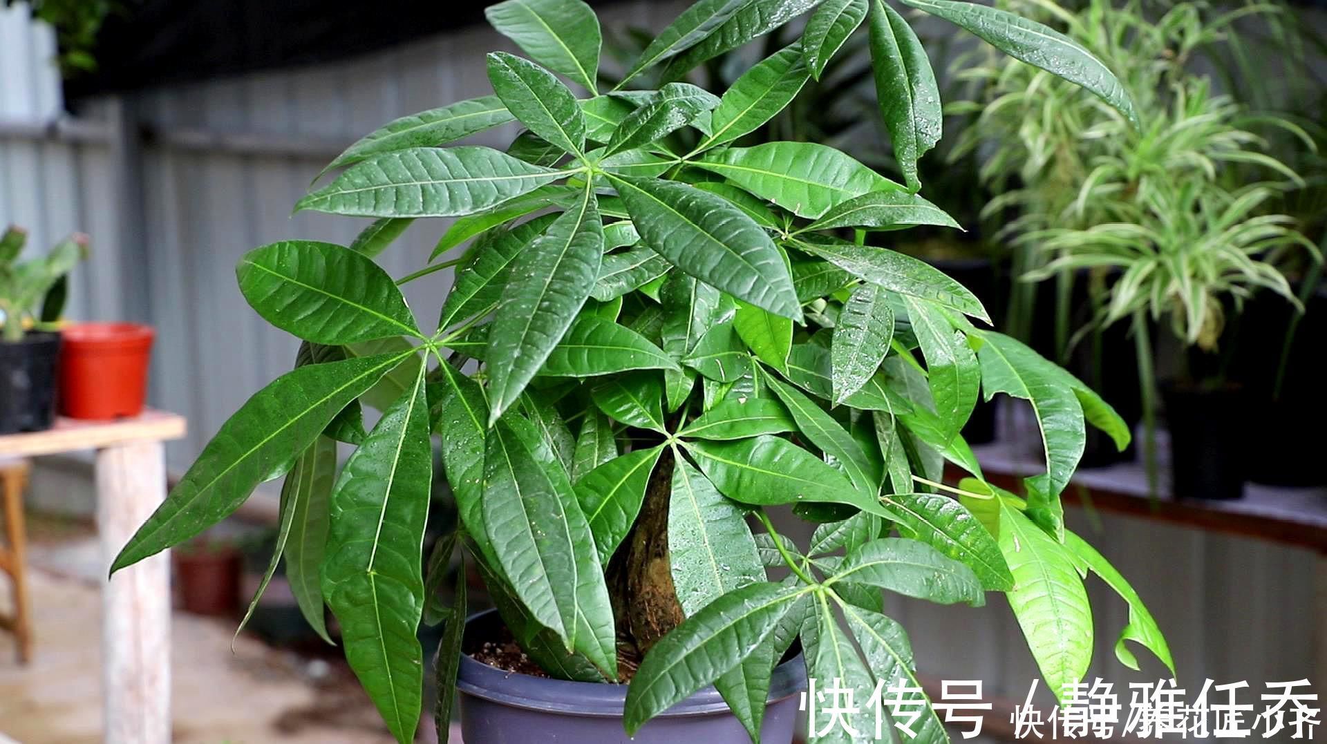 木醋液|发财树夏季养护“策略”,做好才能长势旺,特别是最后一点要舍得