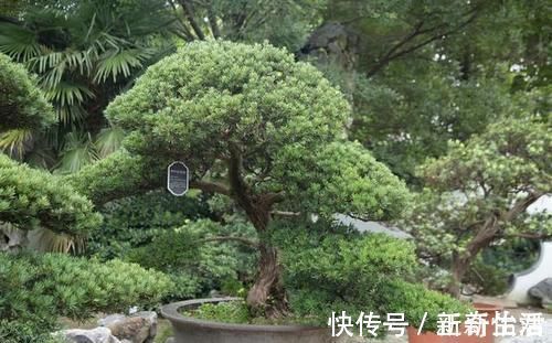 受人追捧的罗汉松,一树难求,价格昂贵是一方面,主要是珍贵稀少