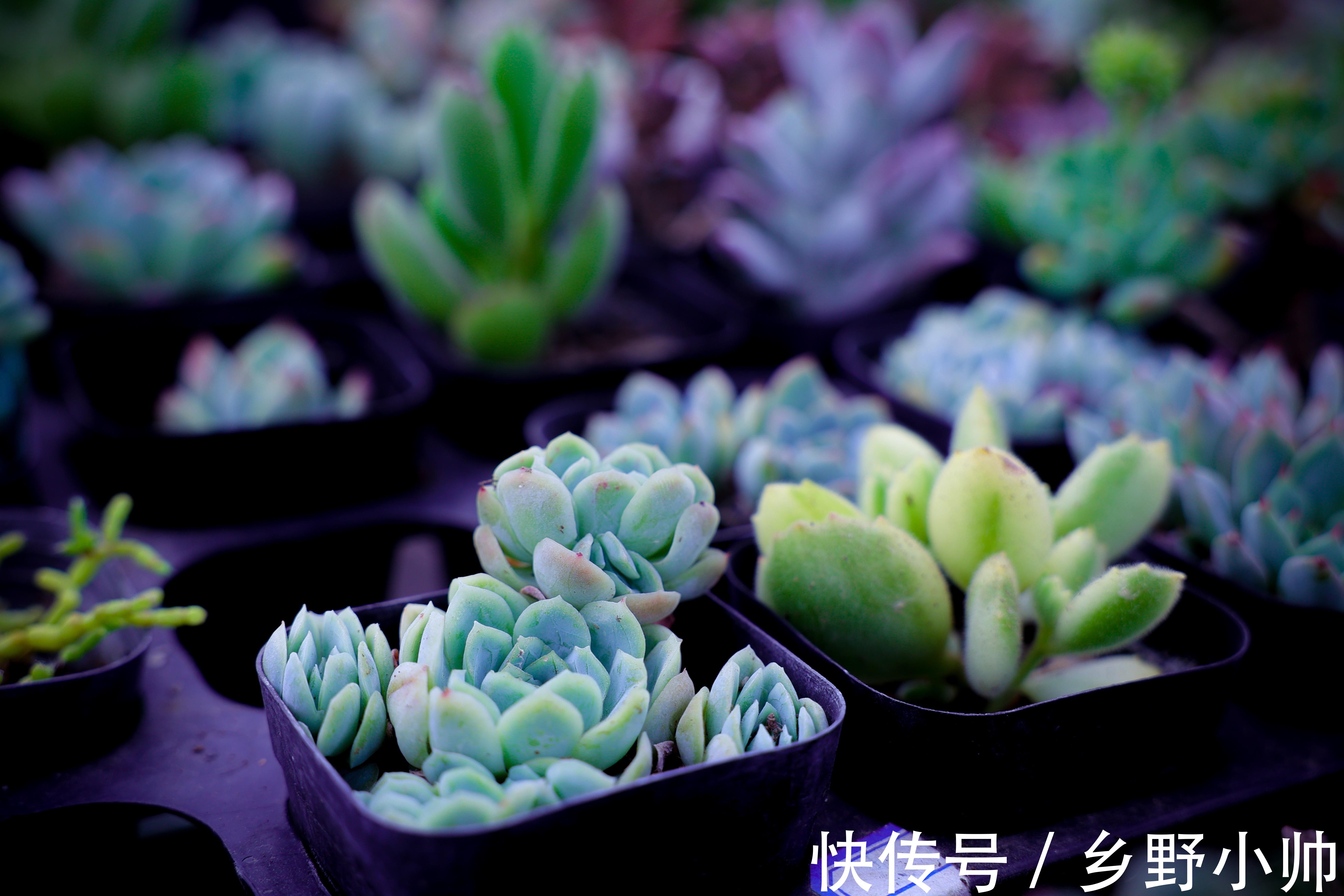 夏天|夏天温度这么高，可不可以给多肉吹空调？给多肉吹空调的利与弊