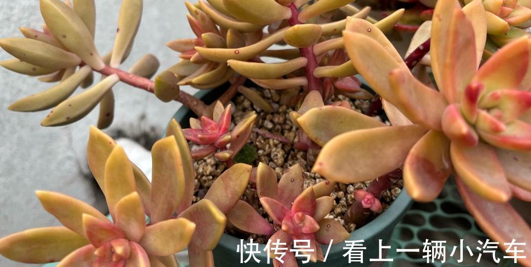 分享一些品种的养护技巧,赶紧收藏,刷过了就找不到啦