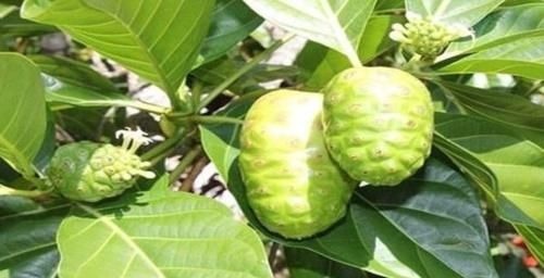 排毒果|女性常吃一“排毒果”，排出子宫毒素污血，活血化瘀，治妇科炎症