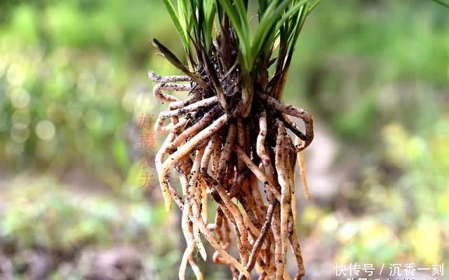 夏天|夏天如何管理兰花,才能确保不会烂根?这3点非常重要